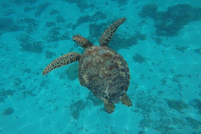 Lagoon Tour in Moorea in Small Group with Lunch - Price and Value: What $218.64 Buys You in Real Time