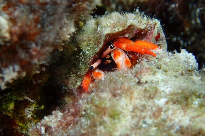 Luxury Full Day Snorkeling - Price and value: what you’re really paying for