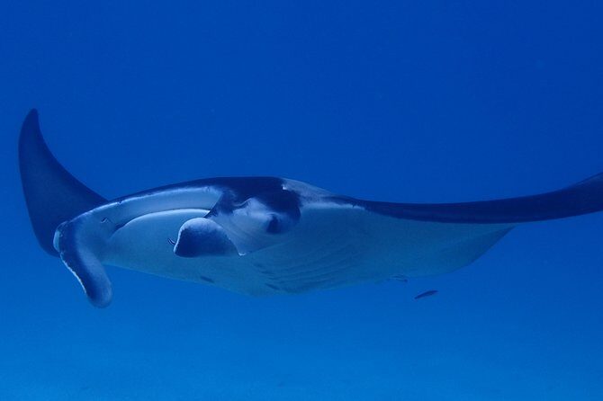 Luxury Full Day Snorkeling - The lagoon stars you can hope to see (and how sightings really work)