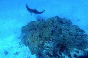 Magical Boat Tour with Underwater Cabin in Bora Bora! - Inside the Underwater Cabin: What You Actually See