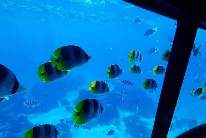 Magical Boat Tour with Underwater Cabin in Bora Bora! - Food and Drinks: Small Touches That Make the Morning Work