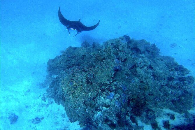 Magical Boat Tour with Underwater Cabin in Bora Bora! - Inside the Underwater Cabin: What You Actually See