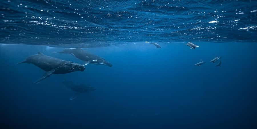 Moorea 4H Shared Boat Tour Whale Swimming and Snorkeling - Key highlights to know before you go