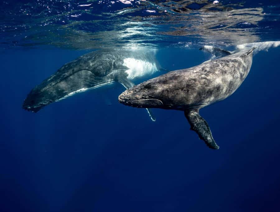Moorea 4H Shared Boat Tour Whale Swimming and Snorkeling - FAQ