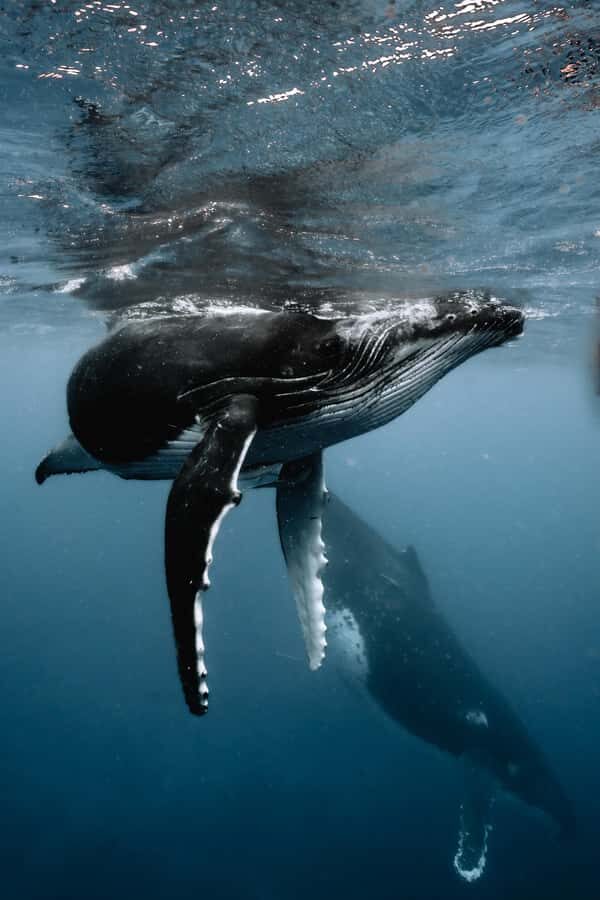Moorea 4H Shared Boat Tour Whale Swimming and Snorkeling - Moorea boat pickup and the small-group start that matters