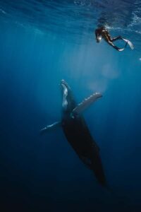 Moorea 4H Shared Boat Tour Whale Swimming and Snorkeling - Whale swimming in season: why timing and rules are the real deal