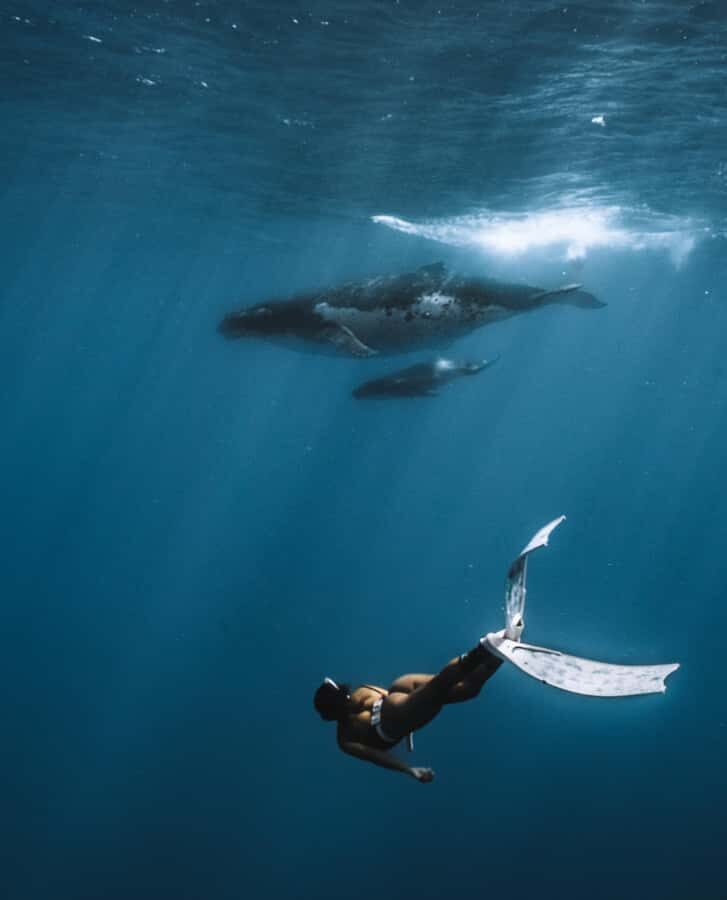 Moorea 4H Shared Boat Tour Whale Swimming and Snorkeling - The 4-hour pace: structured fun, not a half-day drag