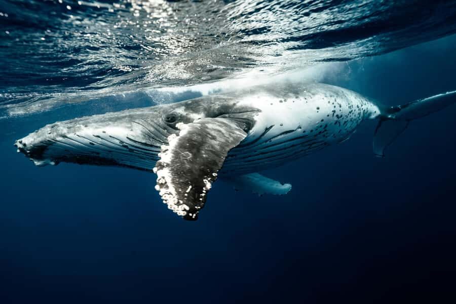 Moorea 4H Shared Boat Tour Whale Swimming and Snorkeling - Price and value: what $259 buys you in Moorea