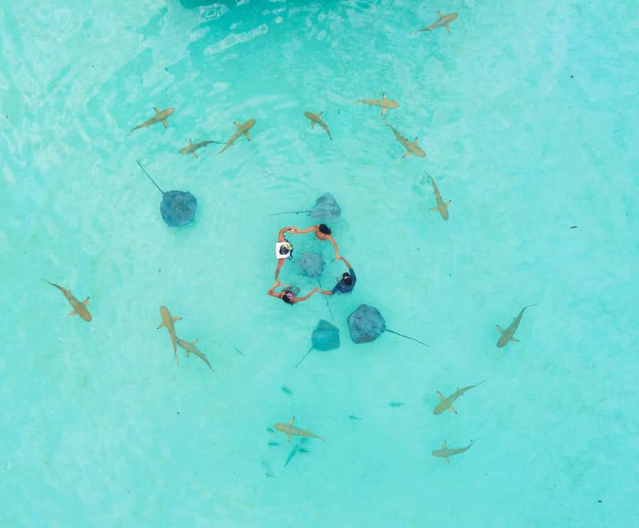 Moorea 4H Shared Boat Tour Whale Swimming and Snorkeling - Who this tour fits best (and who should skip it)