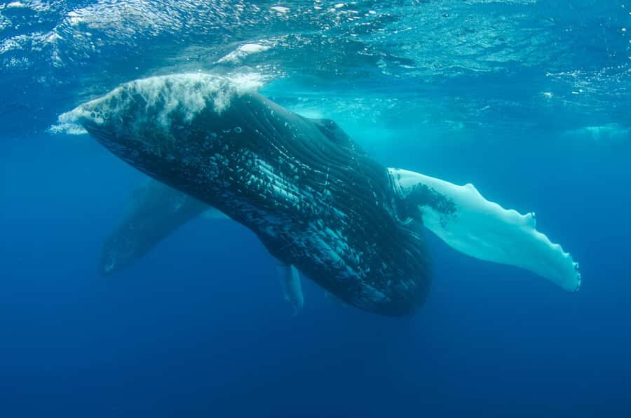 Moorea 4H Shared Boat Tour Whale Swimming and Snorkeling - Should you book this Moorea whale-and-snorkel tour?