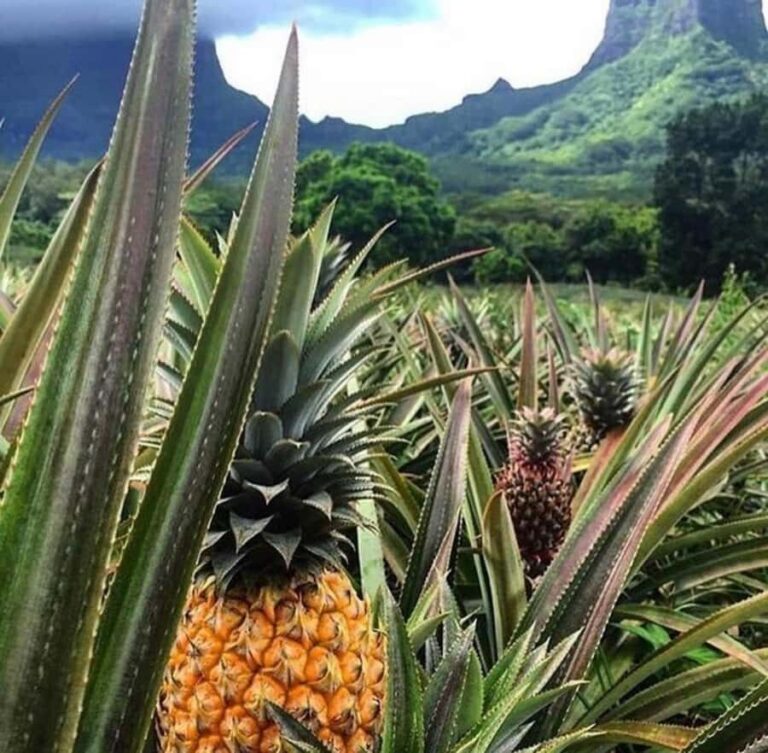 Moorea Cruise Ships: 4x4, Belvedere,Magic Mountain pineaple - From Papetoai or Cook’s Bay: Pickup That Actually Starts On Time