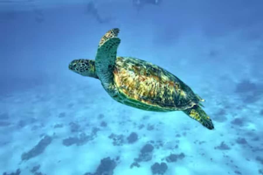 Moorea: Glass Bottom Boat Adventure with Lagoon Wonders - Why This Moorea Glass-Bottom Boat Feels Like More Than a Boat Ride