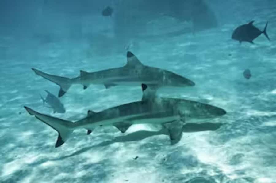 Moorea: Glass Bottom Boat Adventure with Lagoon Wonders - Small Groups, Shade on Board, and How Snorkeling Fits Your Level