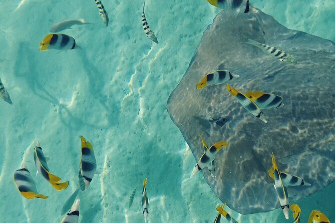 Mo'orea Half Day Private Tour with Snorkeling and Cruising the Lagoon - A 4-Hour Private Snorkel and Lagoon Cruise That Feels Like You Own the Day