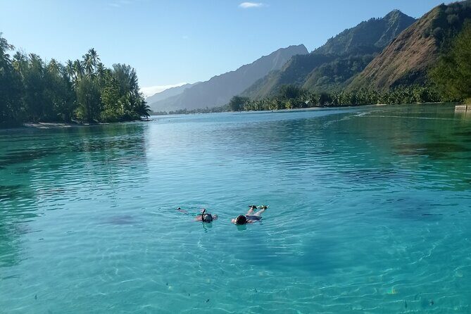 Mo'orea Half Day Private Tour with Snorkeling and Cruising the Lagoon - Stop 3: Sharks and Rays Spot, Plus the Chance for Black-Tip Reef Sharks