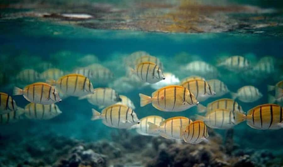 Moorea: Hauru Lagoon 3-hour Guided Kayak Tour with Snack - What to bring so the day stays easy