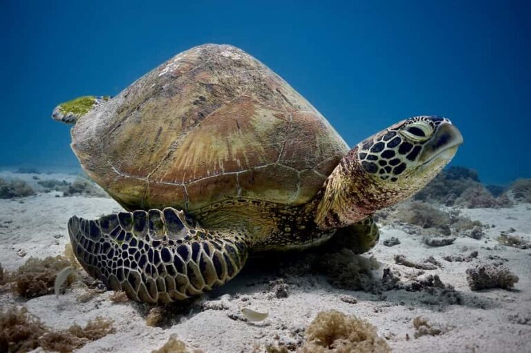 Moorea: Hauru Lagoon 3-hour Guided Kayak Tour with Snack - Wildlife and coral: what you can realistically expect