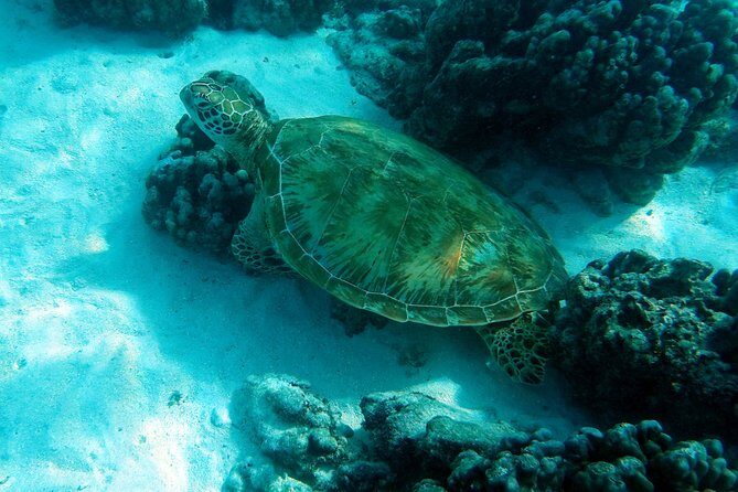 Moorea Lagoon Tour by Transparent Kayak - Transparent Kayaks: Seeing the Reef From Your Seat