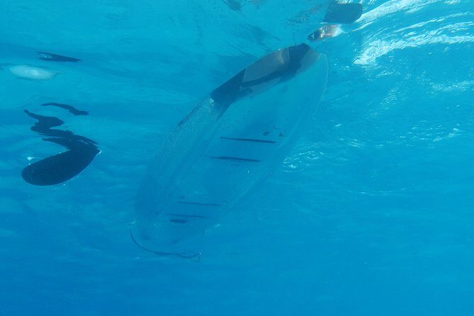 Moorea Lagoon Tour by Transparent Kayak - How the 2-Hour Lagoon Explorer Actually Flows