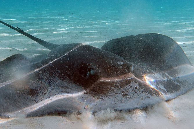 Moorea Lagoon Tour by Transparent Kayak - Weather, Wind, and the Paddle Work You Can’t Ignore