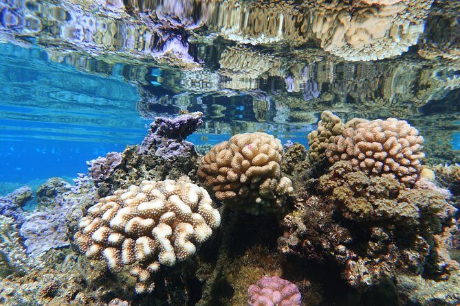 Moorea Private Boat Tour / Sea Scooter Snorkeling Tour - Transfers and Timing: Why Pickup Is More Than a Convenience