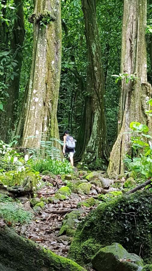 Moorea : Safari Nature and Culture Tour with local guide - A 4-hour Moorea mix of bays, culture, and VR