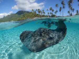 Moorea: Sea Scooter Snorkeling Tour - Price and value: is $167 worth it here?