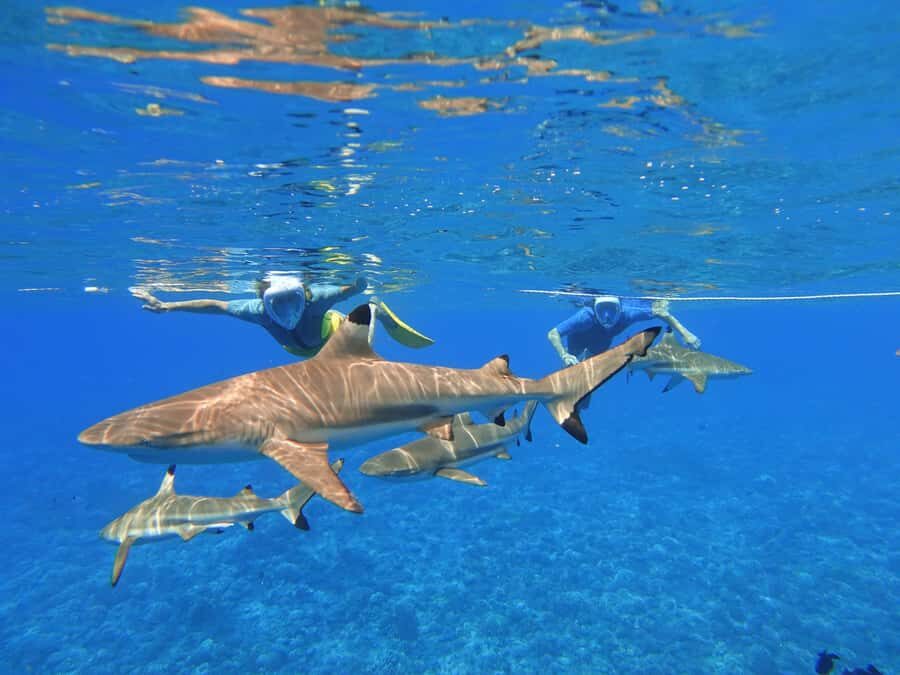 Moorea: Sea Scooter Snorkeling Tour - The first 30 minutes: photo stop, scenic ride, and the safety briefing