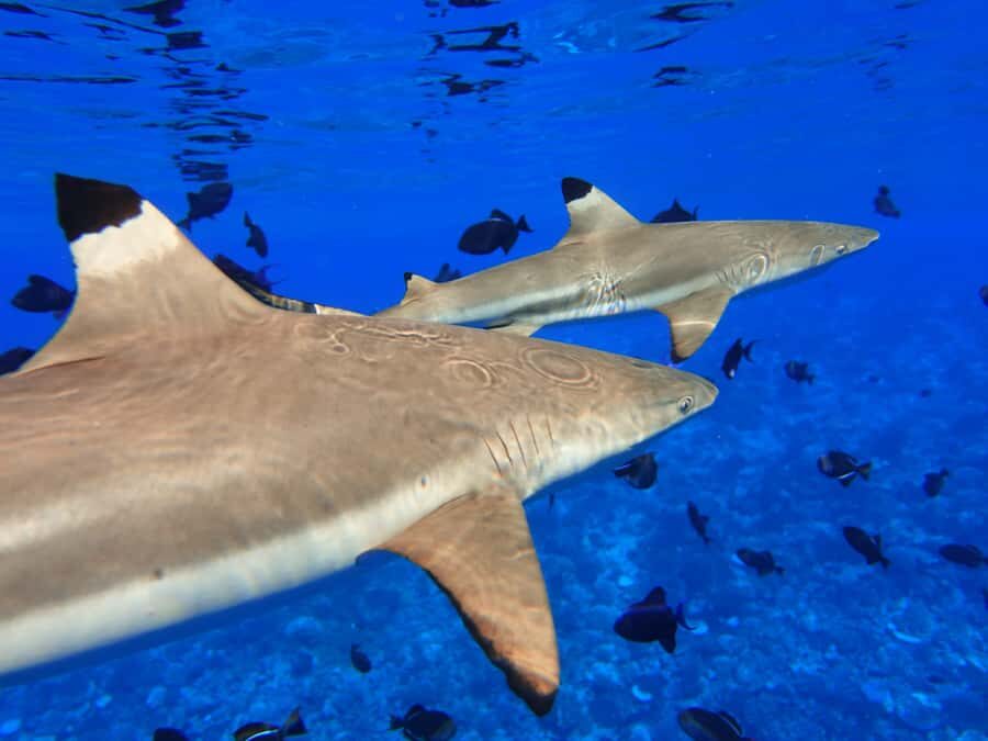 Moorea: Sea Scooter Snorkeling Tour - Snorkeling stop flow: gliding through coral gardens and fish-rich waters