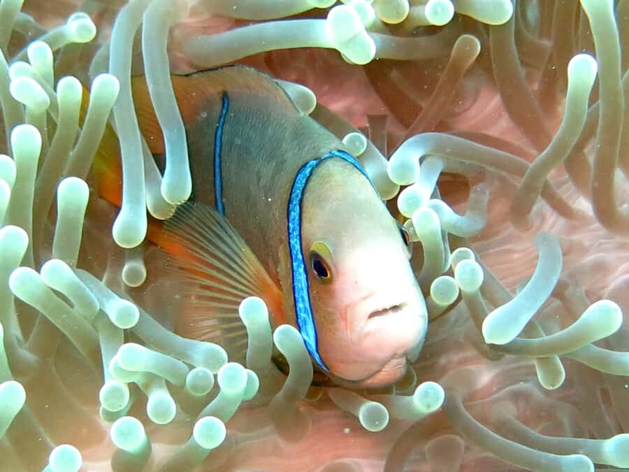 Moorea: Sea Scooter Snorkeling Tour - Guides and crew: the difference between a snorkel and an actual experience