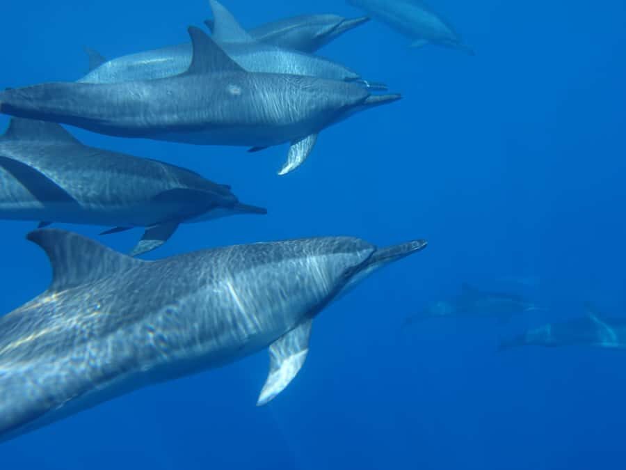 Moorea: Sea Scooter Snorkeling Tour - Who this sea scooter tour suits best