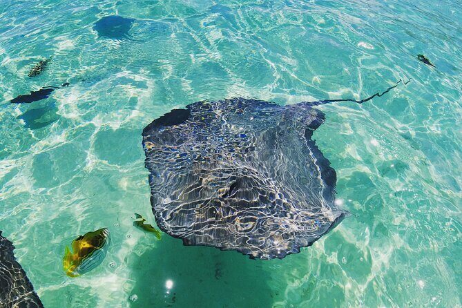 Moorea Solo or Twin 2 hours Jet Ski Tour - Wildlife Chances Beyond the Water Stop (Turtles, Dolphins, Whales in Season)