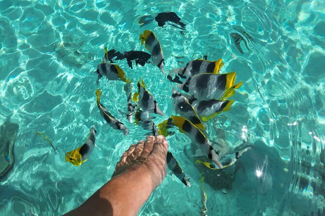 Moorea Solo or Twin Island Tour Jet Ski 4 hours - Snorkeling setup: rays, blacktip sharks, and gear included