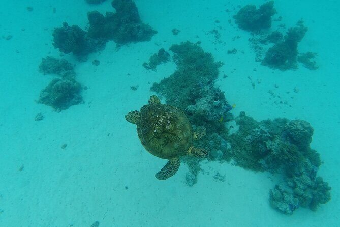 Moorea Solo or Twin Island Tour Jet Ski 4 hours - The wildlife odds: dolphins, turtles, and seasonal whales
