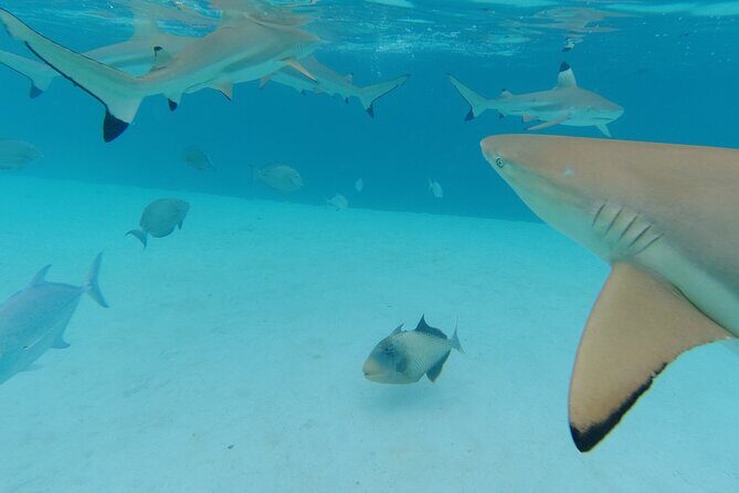 Moorea Solo or Twin Island Tour Jet Ski 4 hours - Price and what you really get for $327.86 per group