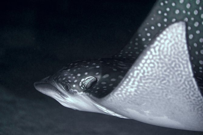 Night Snorkeling - Key things to know before you go