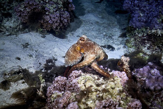 Night Snorkeling - How night guides help you actually see wildlife