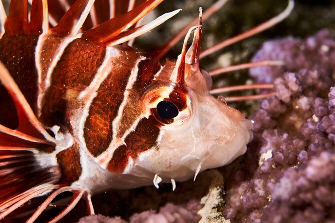 Night Snorkeling - What you might see after dark in the Moorea lagoon