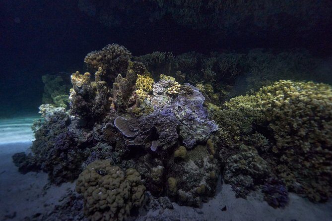 Night Snorkeling - Reef-friendly pacing: staying together and moving smartly