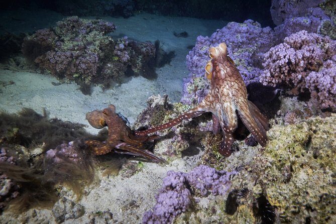 Night Snorkeling - Snacks, water, and staying comfortable in cooler evening air
