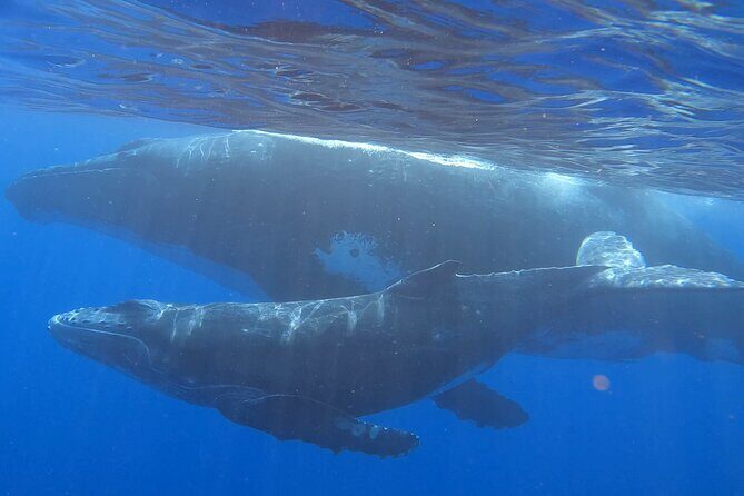 Observe and Swim with Whales in Tahiti - Tahiti Whale-Calf Season: the vibe you’re paying for