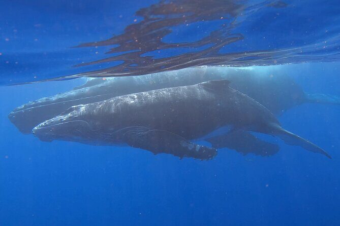 Observe and Swim with Whales in Tahiti - Where it starts at Te Moana Tahiti Resort (and why location matters)