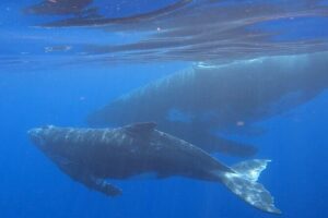 Observe and Swim with Whales in Tahiti - The boat ride: spotting whales while staying calm