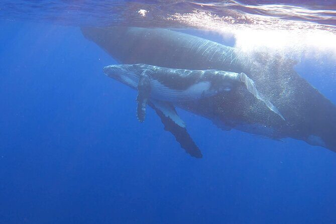 Observe and Swim with Whales in Tahiti - Whale approach rules: why your movement affects the outcome