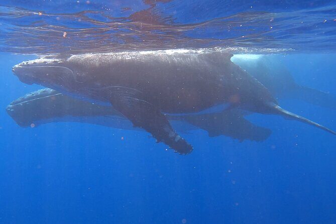 Observe and Swim with Whales in Tahiti - Snorkeling for turtles: the splash moment you should plan for