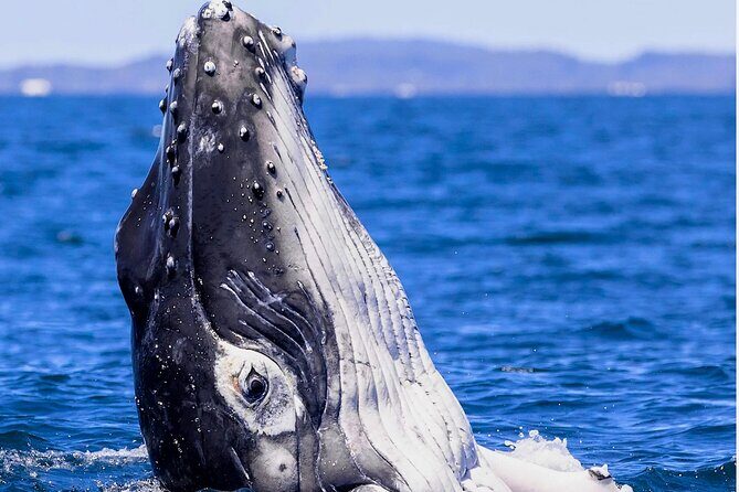 Observe and Swim with Whales in Tahiti - Seasickness and rough water: be honest with yourself