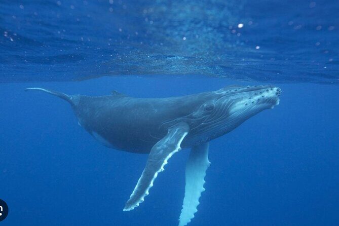 Observe and Swim with Whales in Tahiti - Who this tour suits best (and who should choose differently)
