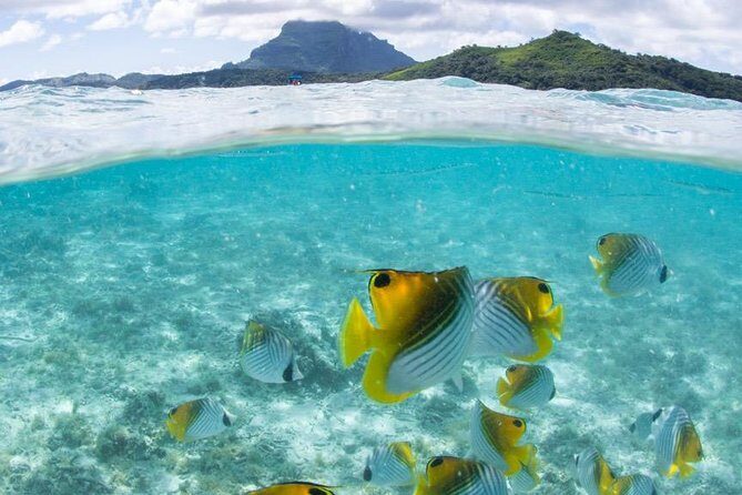 Private Boat Rental on Cap Camarat 25ft - Sea Life Encounters You Can Plan For (Sharks, Rays, and Coral Gardens)