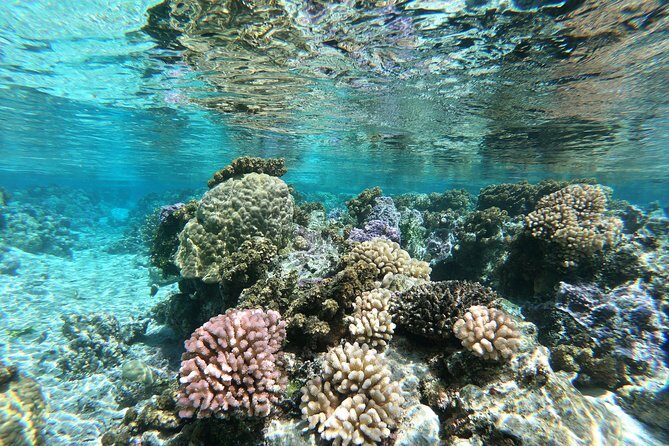 Private Boat Tour of Moorea Lagoon - Drinks and local fruit: the break that keeps snorkeling fun