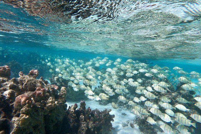 Private Boat Tour of Moorea Lagoon - Marine life you can actually hope to see